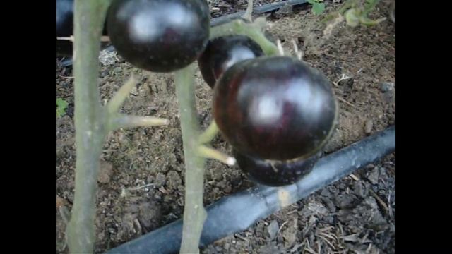 Томат Королева ночи смотреть онлайн