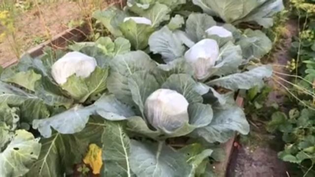 Капуста. 5 способов Борьбы с вредителями народными методами. смотреть онлайн