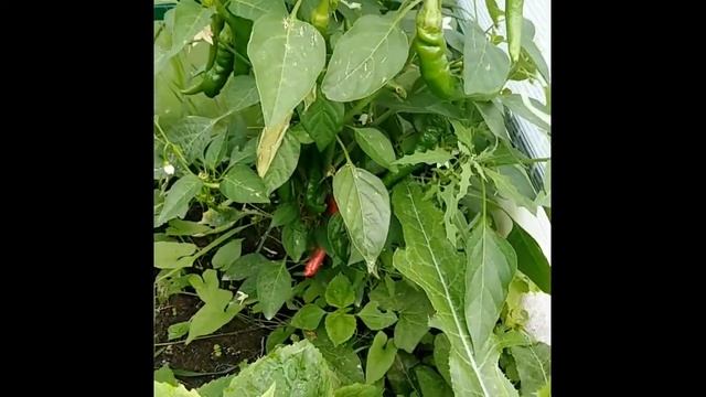 Парник хлебница своими руками. смотреть онлайн