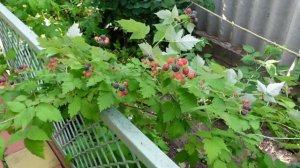 ОДЕССА ❤ ЧЕРНАЯ МАЛИНА БРИСТОЛЬ  КУМБЕРЛЕНД отличия сортов