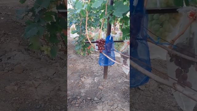 ГРОМ Капелюшного В.У. Красивая и очень вкусная форма. смотреть онлайн