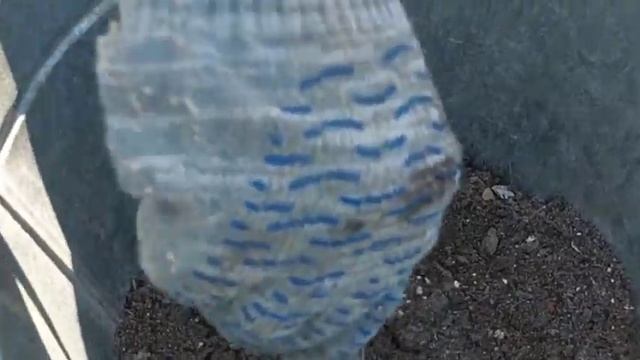 Посадка клубники весной из одного большого куста. Садим правильно. смотреть онлайн