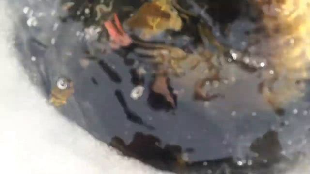 Tip up ice fishing смотреть онлайн