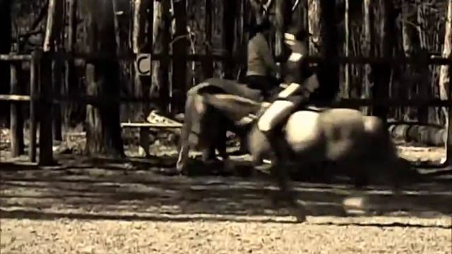 Лошади Живого мира смотреть онлайн