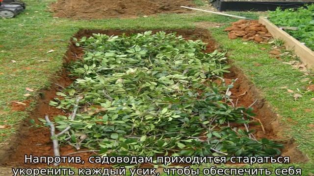 Клубника Ароза — описание сорта смотреть онлайн