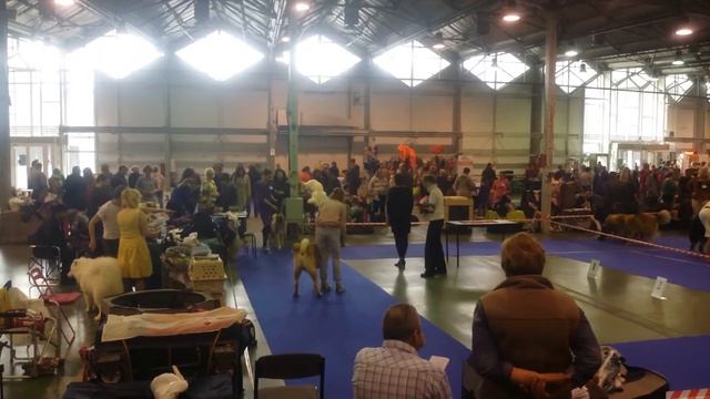 Американская акита Орфей. Выставка "Мастерс". 9.04.16 смотреть онлайн