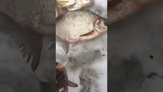 Съездил на рыбалку и поймал немного рыбы. смотреть онлайн