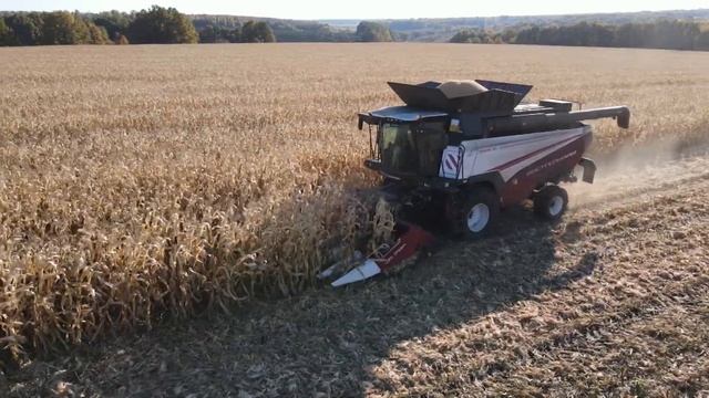 TORUM 785. Уборка кукурузы. Урожай 2021 смотреть онлайн