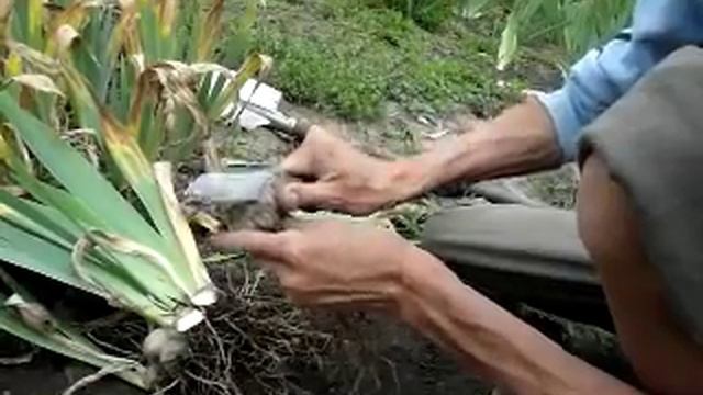 Сажаем ирисы - правильная посадка ириса. Секреты успеха. смотреть онлайн