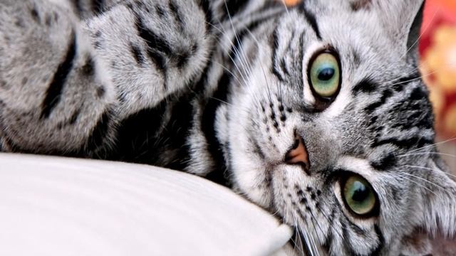 САМЫЕ ПОЛОСАТЫЕ КОШКИ THE MOST STRIPED CATS смотреть онлайн