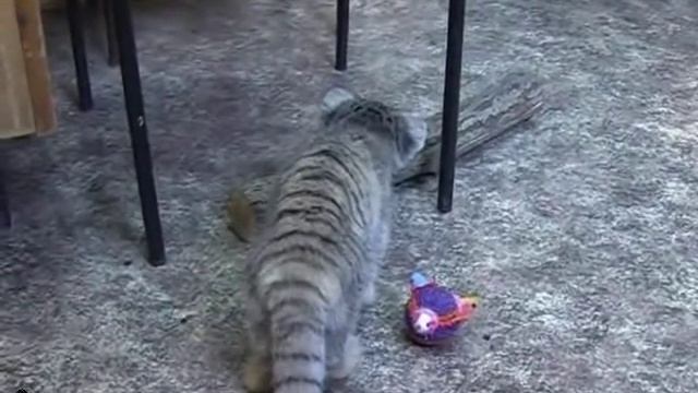 Котенок манул