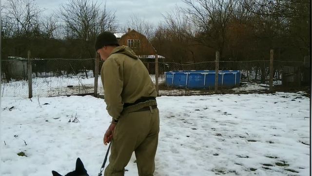 Американская Акита Шекспир 1 год 2 мес дрессировка! смотреть онлайн