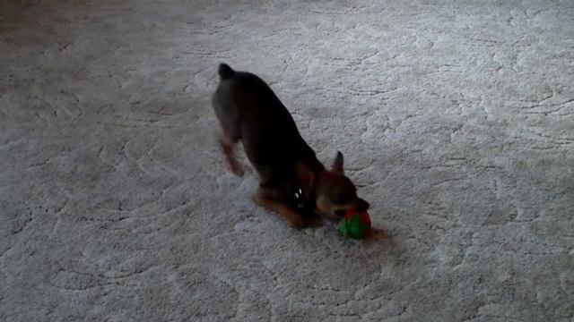 Собачьи бега смотреть онлайн