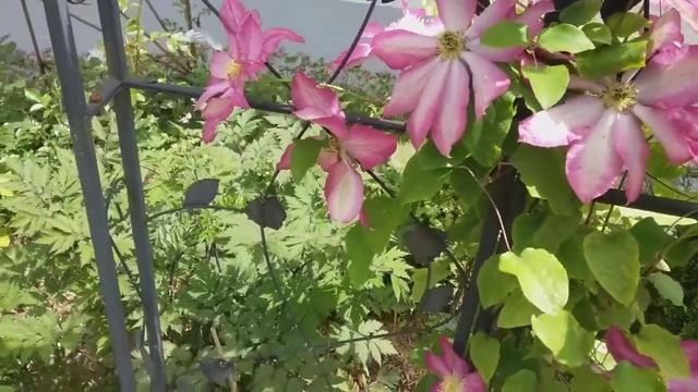 Клематис асао. смотреть онлайн