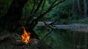 Когда выкапывать луковицы нарциссов после цветения?