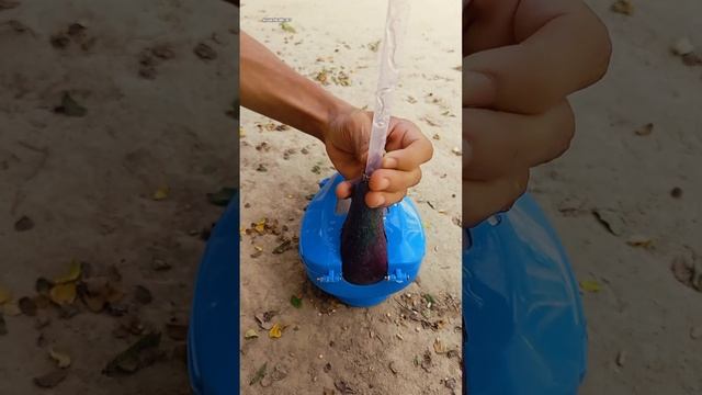How to use a pigeon hand fitting holder ?? || #shorts #trending #pigeon смотреть онлайн