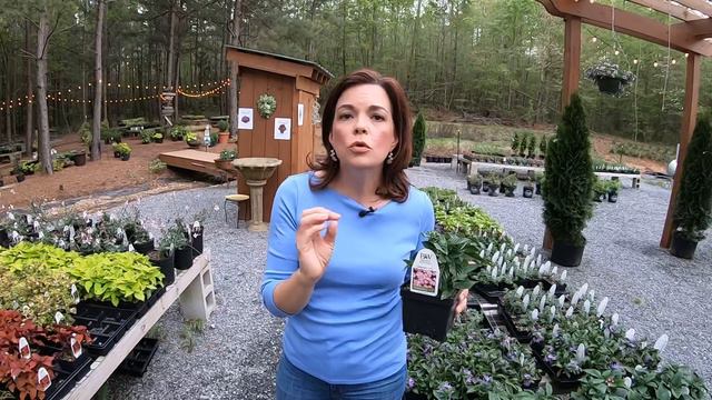 Spring Plant Tour & Gardening Tips смотреть онлайн