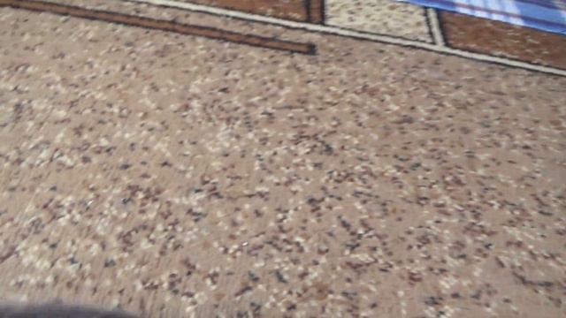 Веселая семейка ждет хозяев. смотреть онлайн