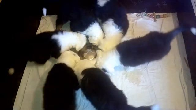 Ещё один день из жизни бобтейликов смотреть онлайн