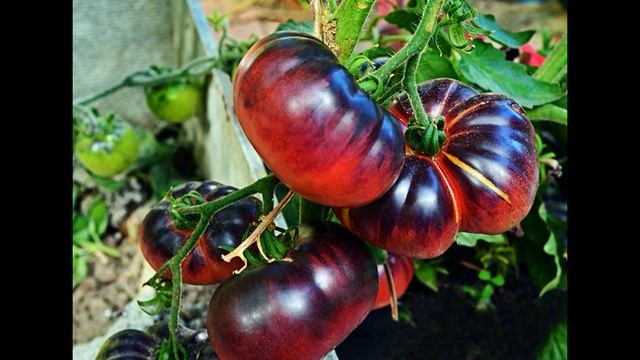 Самый лучший томат в мире 2023 г.!!Высокоурожайный,сладкий и вкусный томат ГОЛУБАЯ КРАСОТА!!СУПЕР!! смотреть онлайн