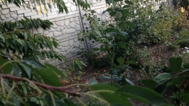 ПОЛИВАЮ КЛУМБЫ И СОБИРАЮ СЕМЕНА БАРХАТЦЕВ смотреть онлайн