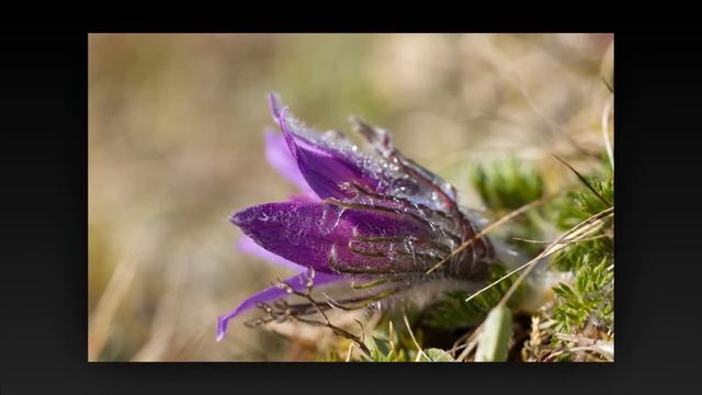 pulsatilla vulgaris 2015 смотреть онлайн