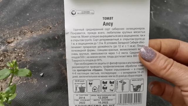 Обзор сортов томатов в теплице в Московской области. смотреть онлайн