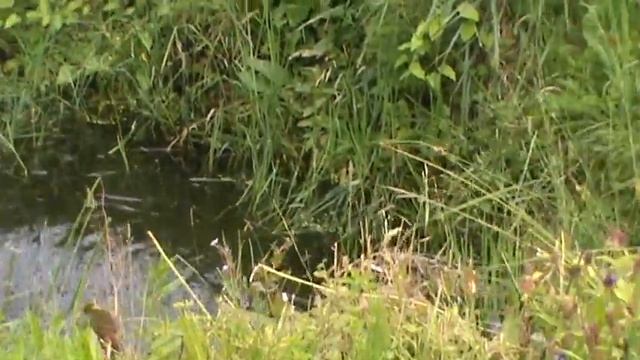 Дикая утка в нашей сажилке . смотреть онлайн