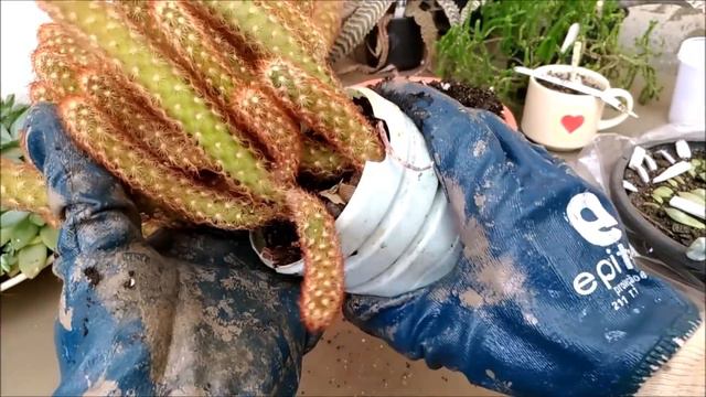 Meu cultivo com a Gasteria e replante da Mammilla elongata red / Simone Felic. смотреть онлайн