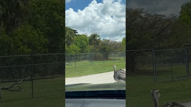 И снова страус. Сафари парк "Lion Country Safari", округ Палм-Бич, штат Флорида. смотреть онлайн