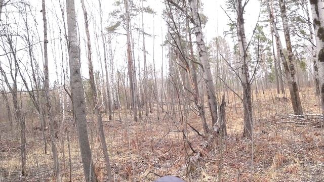 Русская гончая по кличке "Задор". Работа по зайцу беляку. смотреть онлайн