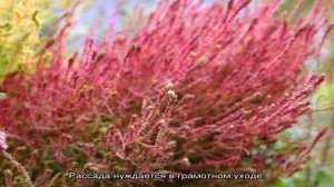 Кохия: как выращивать и ухаживать (21 фото)