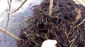 Охота на ондатру капканами, проверка день3.