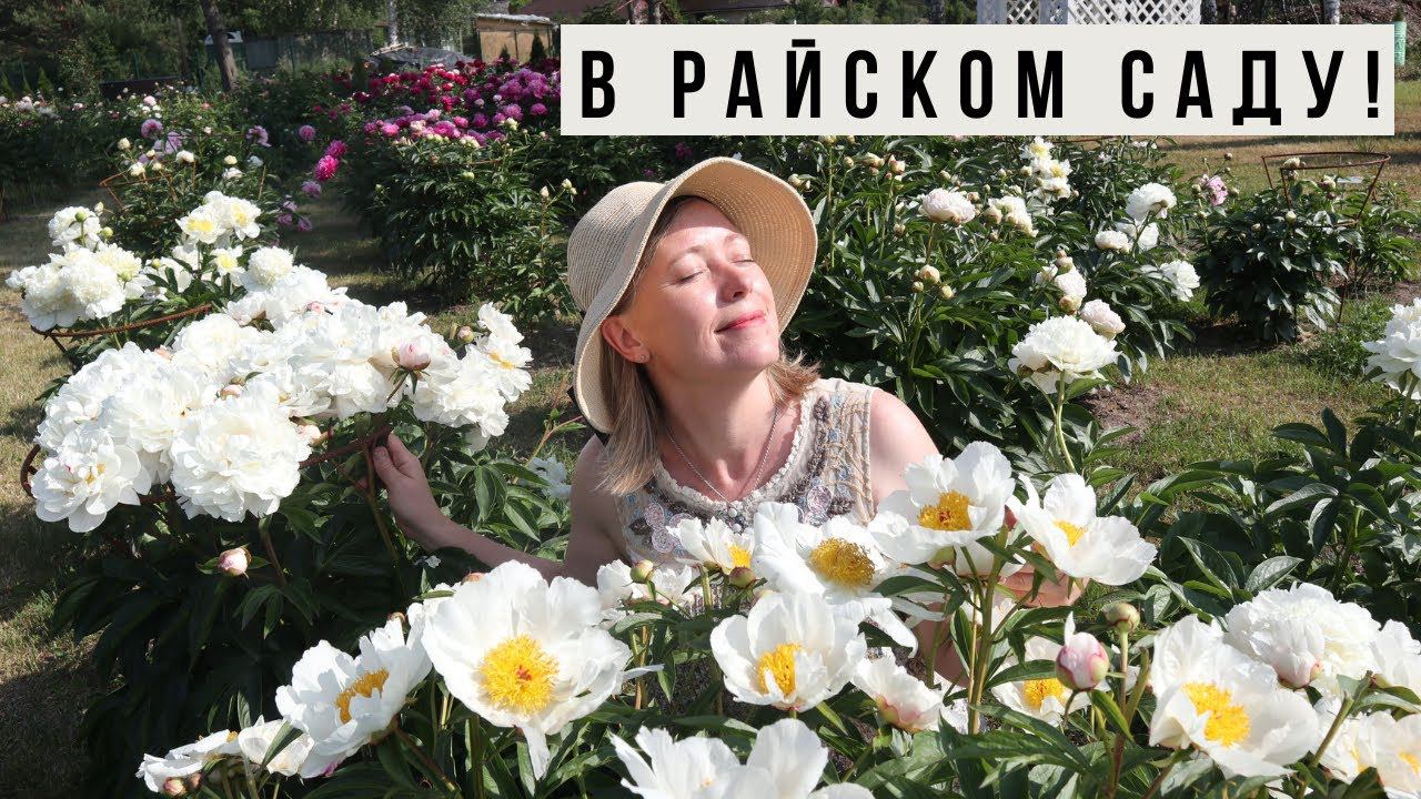Самые красивые цветы - пионы! В пионовом саду в Кестерциемсе смотреть онлайн