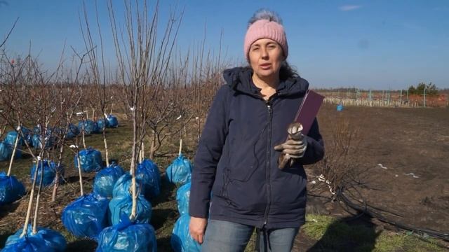 Саженцы отправляем Почтой и ТК по России смотреть онлайн