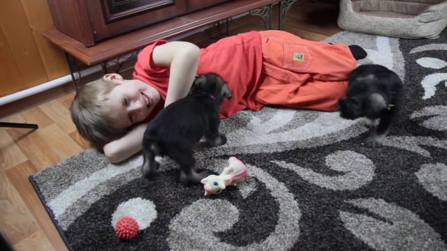 Щенки миттельшнауцера - девочки 6 смотреть онлайн