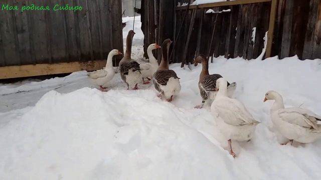 Кот бегает всю зиму по снегу босиком! Гуси сами не заходят на место, их надо загонять.