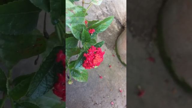 Lantana Camara plant caring tips смотреть онлайн