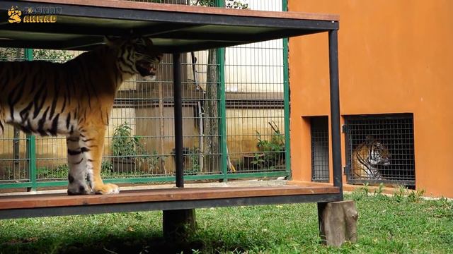 JINORA SUDAH MULAI DEMEN SAMA ESHAN ft.deHakims смотреть онлайн