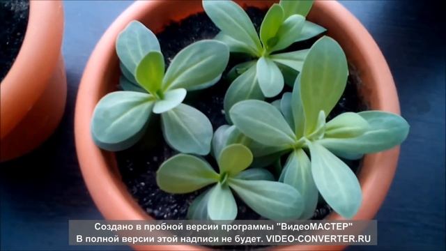 Эустома.От посева до цветения/часть 1.Посев и пикирование. смотреть онлайн