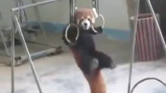 Приколы с животными. Красная панда гимнаст смотреть онлайн