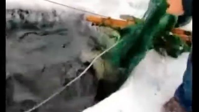 Налим. Промысловый улов. смотреть онлайн