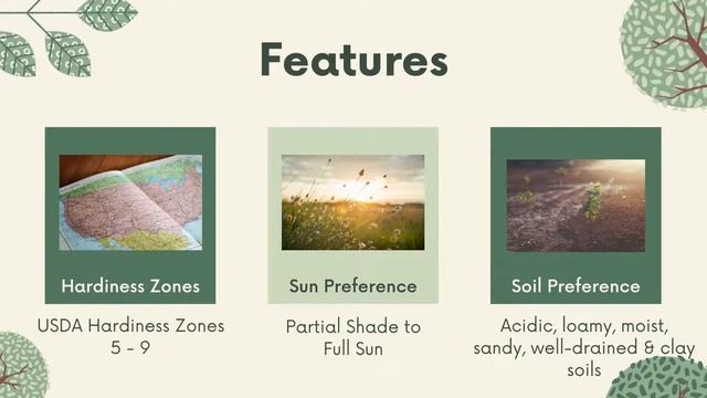 Royal Star Magnolia | Low Maintenance Hedges | InstantHedge смотреть онлайн