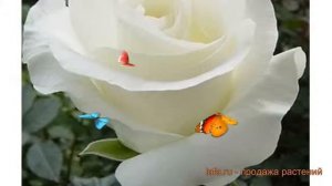 Роза чайно-гибридная Акито (rose hybrid tea akito) ? роза Акито обзор: как сажать саженцы розы Акит