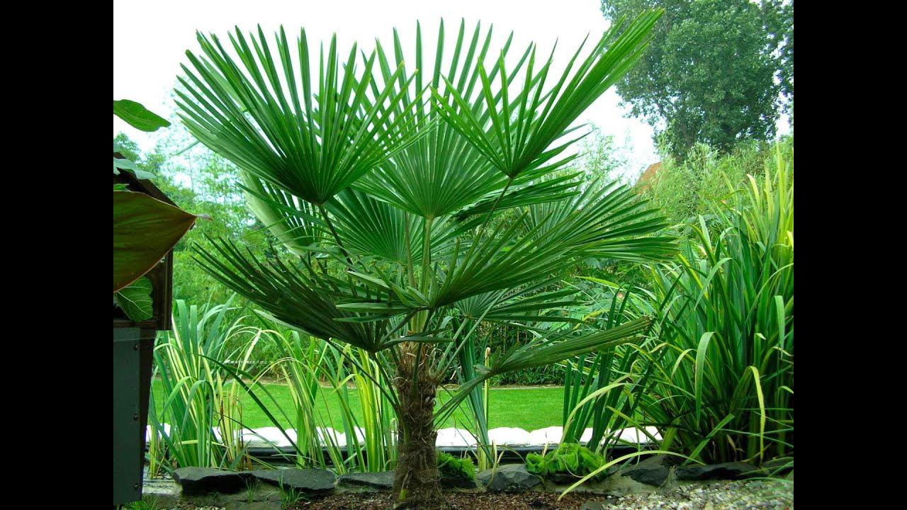 Трахикарпус Форчуна/ Проращивание из семян. #сад #растения #полезныесоветы