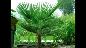 Трахикарпус Форчуна/ Проращивание из семян. #сад #растения #полезныесоветы