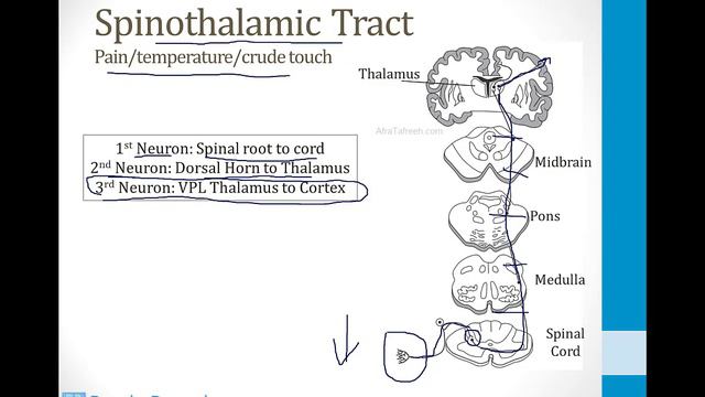 Neurology - 2. Nervous System Structures - 2.Spinal Cord Atf