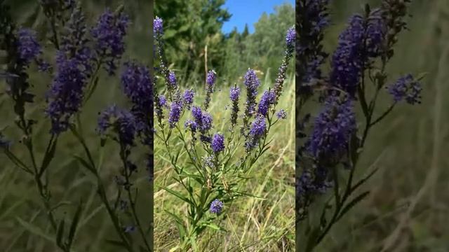 АСМР Звуки природы. Лесостепь Южного Урала. Июль 2022 #асмр #природа #лес #деревня #красота смотреть онлайн