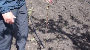 Сад груши на карликовом подвое