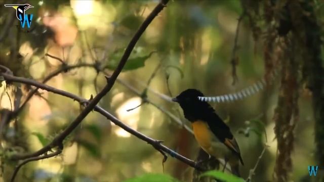 Birds of Paradise Dance to ABBA смотреть онлайн